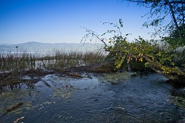 If you hike on the edge of the Laacher See, you come to a place where the water seems to be boiling. But they're just rising, cool bubbles of carbon dioxide gas. They come from the magma chamber of the volcano that erupted 13,000 years ago. (Photo: Tobias Schorr)